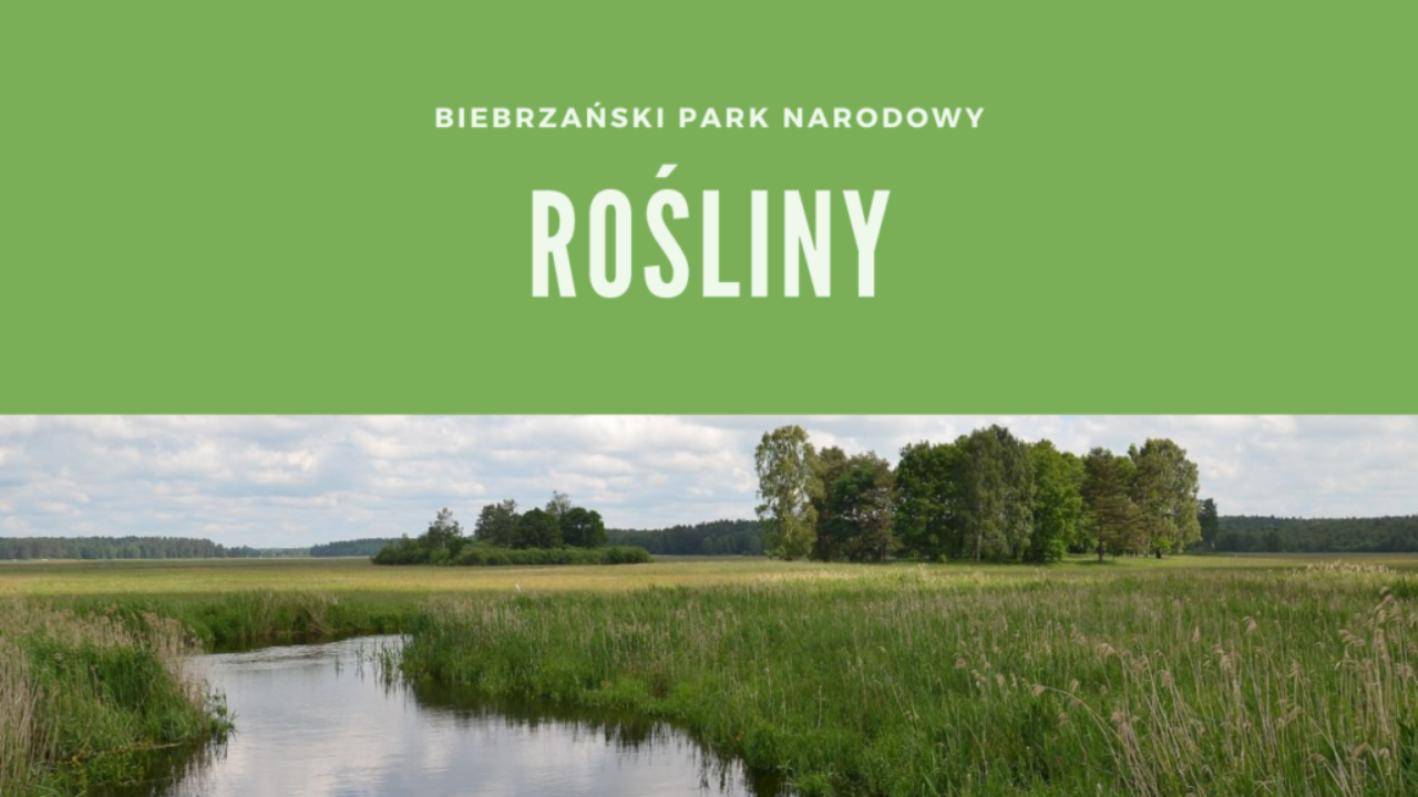 Biebrzański Park Narodowy Rośliny