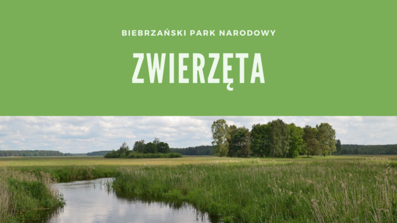 Biebrzański Park Narodowy Zwierzęta
